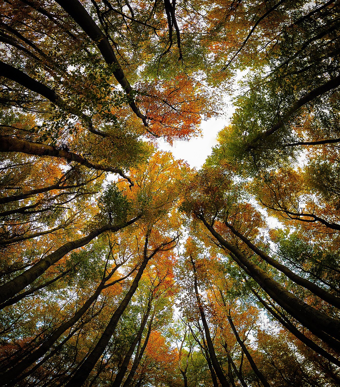 Stroke & Peripheral Artery Disease (PAD)